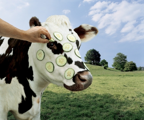 Photograph Chris Frazer Smith Cucumber on One Eyeland
